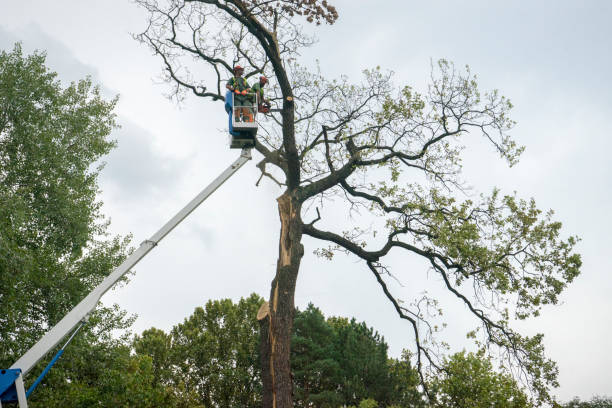 Best Palm Tree Trimming  in Martins Additions, MD